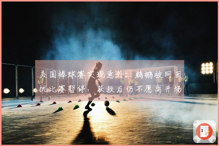 美国棒球赛突现意外：鹈鹕被网困扰比赛暂停，获救后仍不愿离开场地