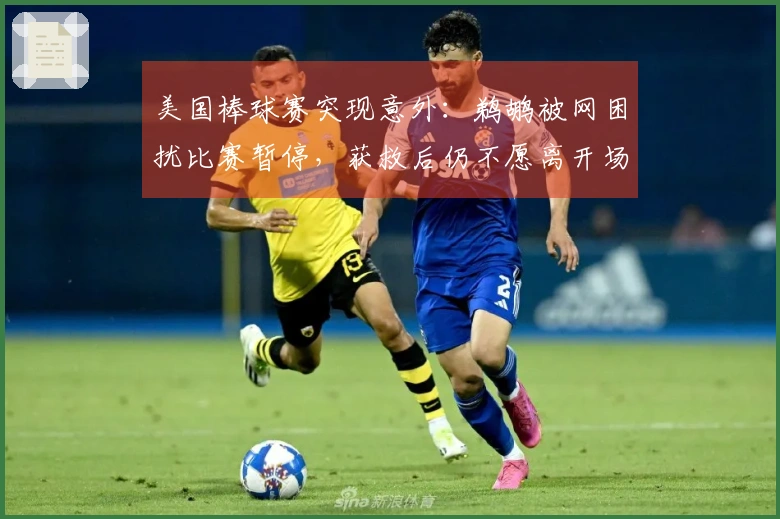 美国棒球赛突现意外：鹈鹕被网困扰比赛暂停，获救后仍不愿离开场地